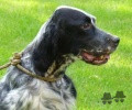 Setter Anglais LIÙ DEI LADERCHI Setter Anglais LIÙ DEI LADERCHI